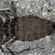 Image for article titled This giant fossil flea once feasted on dinosaurs